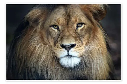 Tu majestad Editors Choice