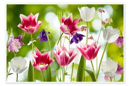 Tulipane y aguileñas Editors Choice