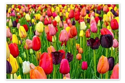 tulips in spring de Claudia Moeckel