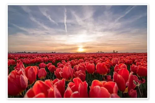 Tulips sunset landscape de Remco Gielen