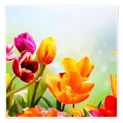 Tulips with Water Drops de Lichtspielart