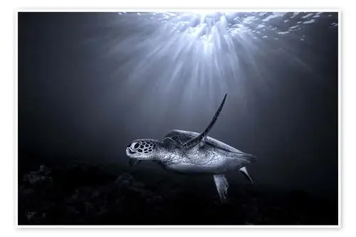 Turtle and Rays of Light 1x