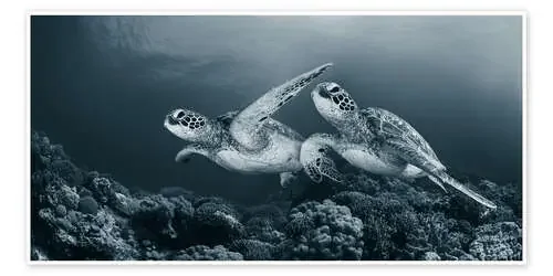 Turtle Dance de Andrey Narchuk 1x