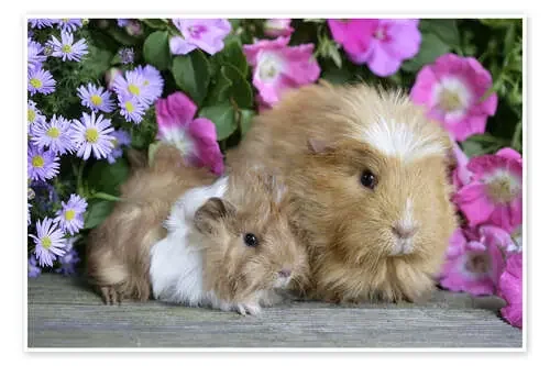 Two guinea pigs de Greg Cuddiford MGL Licensing