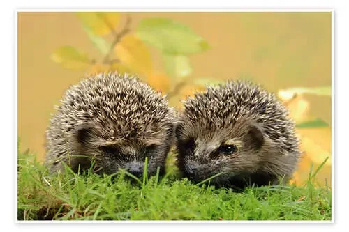 two little hedgehog de Uwe Fuchs