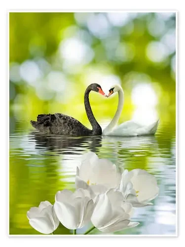 Two swans in love Editors Choice