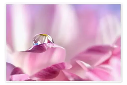 Una gota de flores rosas de Atteloi