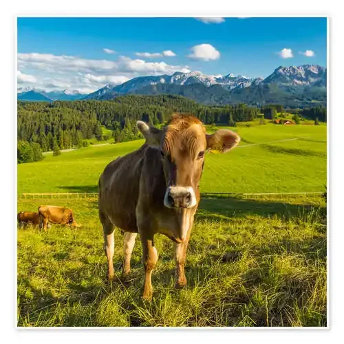 Vaca graciosa en los Alpes de Michael Helmer