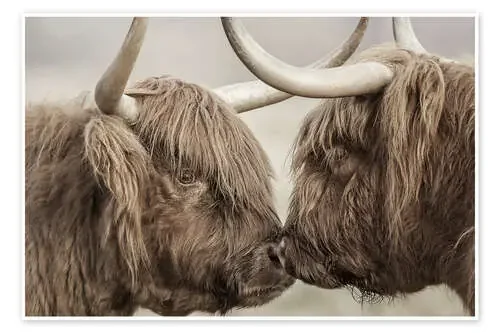 Vacas de las tierras altas imageBROKER