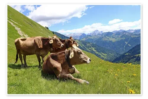 Vacas relajadas en la montaña Editors Choice