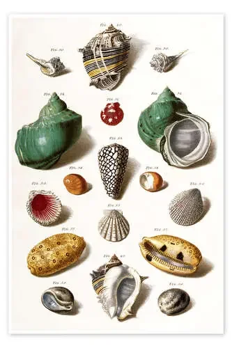 Various seashells de Franz Michael Regenfus Bridgeman Images