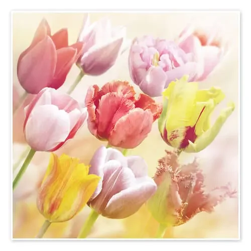 Various tulips Editors Choice