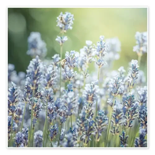 Verano – lavanda de Hannes Cmarits