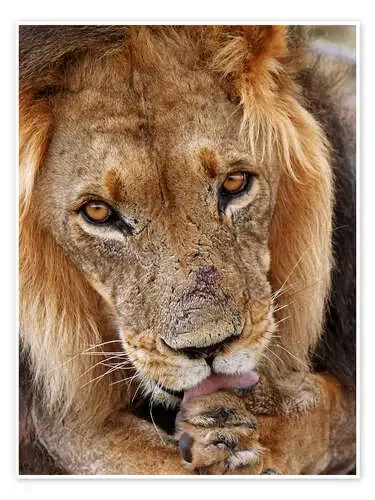 View of the lion – Africa wildlife de wiw