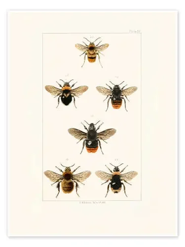 Vintage Bee Species de Patruschka