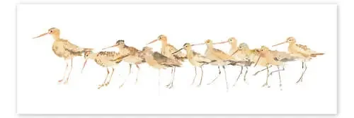 Watercolor Sandpipers de Avery Tillmon Wild Apple Graphics