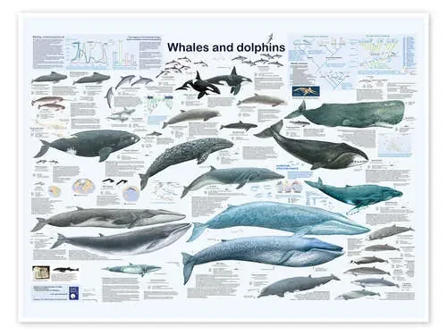 Whales and dolphins de Planet Poster Editions