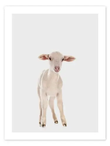 White Baby Sheep de Animal Kids Collection Editors Choice
