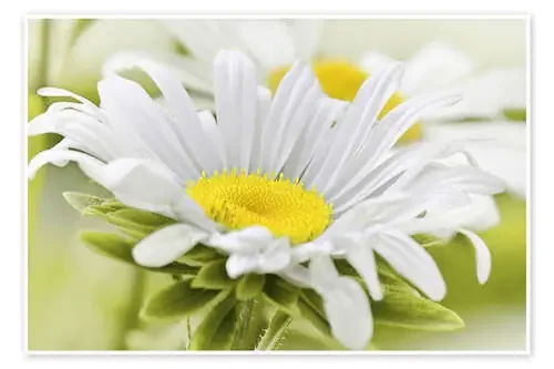 White daisy de Atteloi