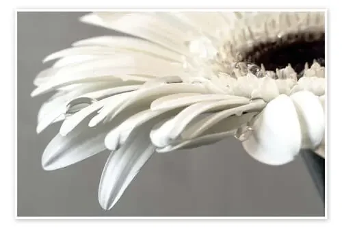 White Gerbera with drops de Susanne Herppich