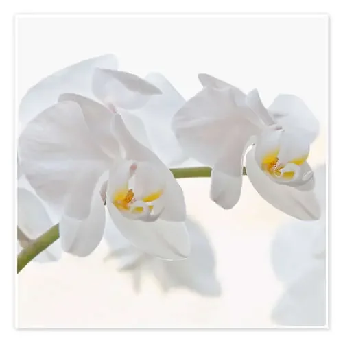 White Orchid de Heidi Bollich