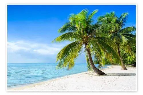 White Palm beach by the sea de Jan Christopher Becke