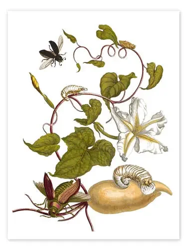 white potato with lepidoptera metamorphosis de Maria Sibylla Merian Master Collection