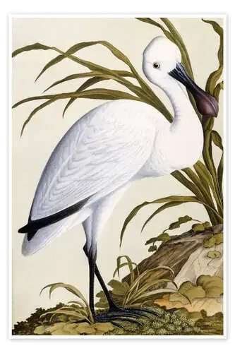 White Spoon Bill de German School Bridgeman Images