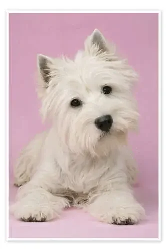 White Terrier on pink background de Greg Cuddiford MGL Licensing