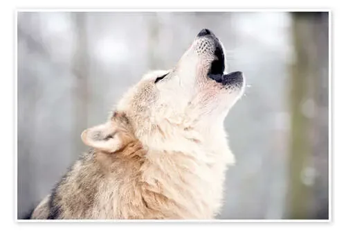 Wolf howling in the forest de Louise Murray Robert Harding