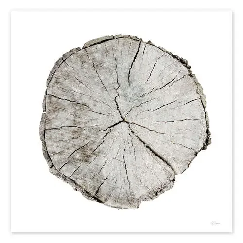 Woodland Years I on White de Sue Schlabach Wild Apple Graphics