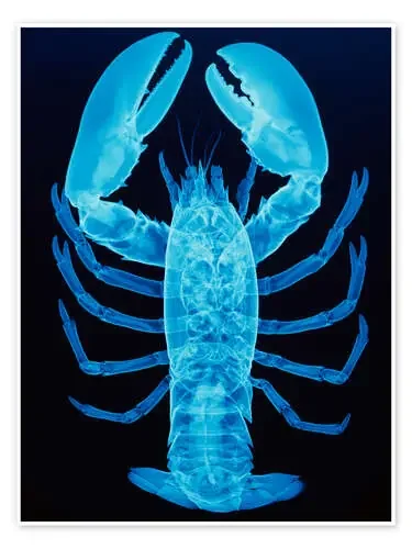 X-ray of lobster de D. Roberts Science Photo Library