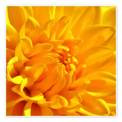 yellow de Atteloi