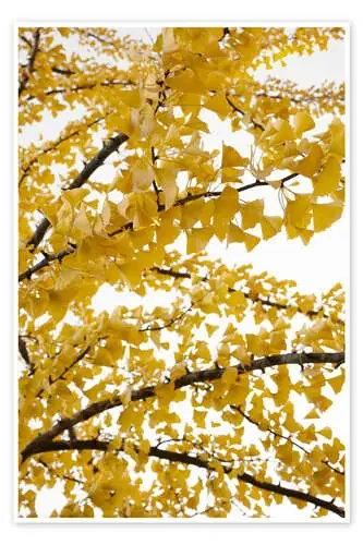Yellow gingko sky of leaves in autumn de Studio Nahili