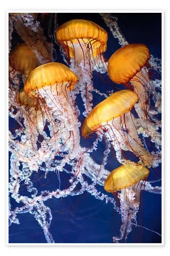 Yellow jellyfish in the ocean Editors Choice