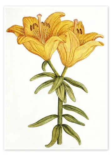 Yellow Lily de French School Bridgeman Images