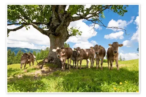 Young Cows de Jan Schuler