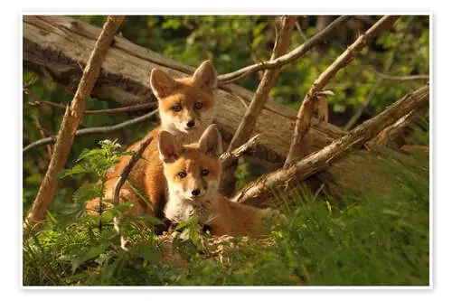 Young foxes de Uwe Fuchs