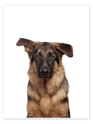 Young German Shepherd de Animal Kids Collection Editors Choice