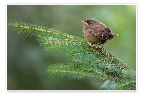 Young wren de Moqui, Daniela Beyer