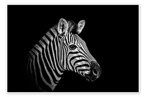 Zebra – close up Editors Choice