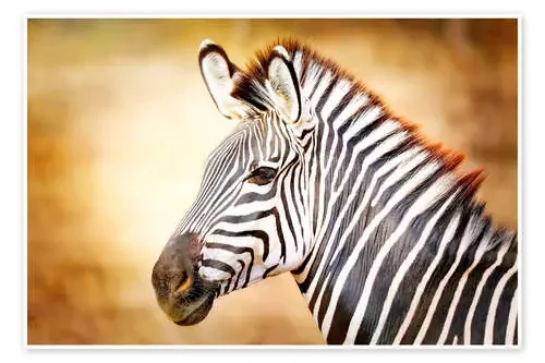 Zebra, Africa, Vintage-Design de wiw