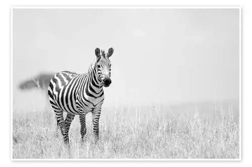 Zebra colt Editors Choice
