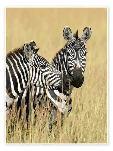 Zebra friendship Editors Choice