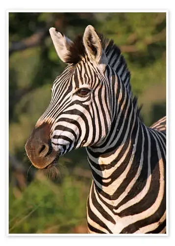 Zebra in Africa, wildlife de wiw